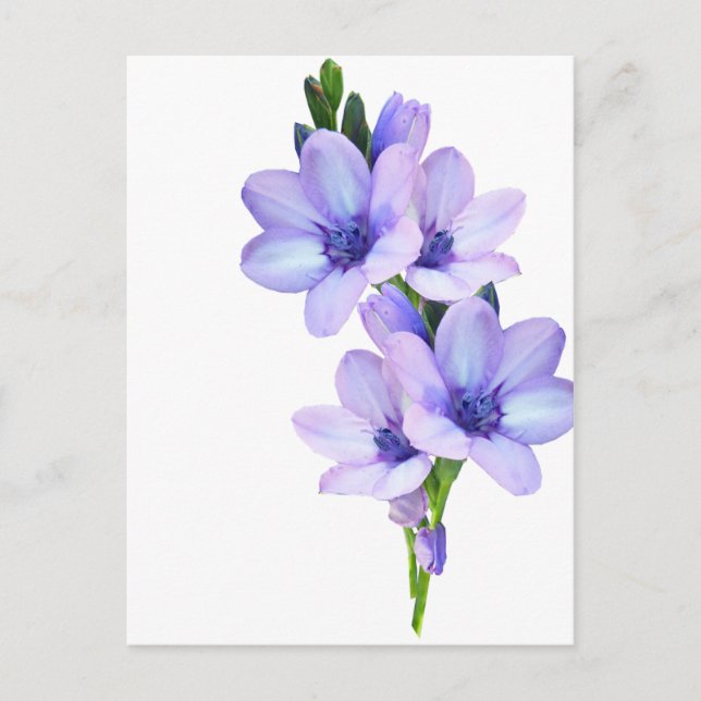 Postal de flores malvas (Anverso)