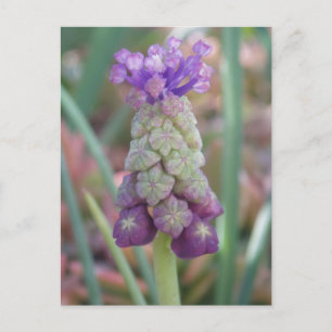 Postal de flores moradas