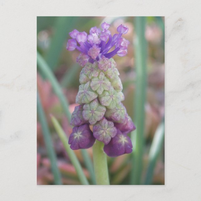 Postal de flores moradas (Anverso)