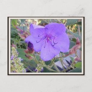 Postal de flores moradas