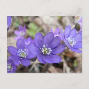 Postal de flores moradas de bonito