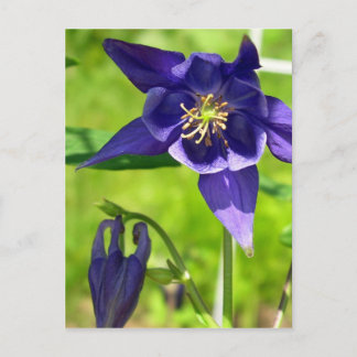Postal de flores moradas de la columna azul azul