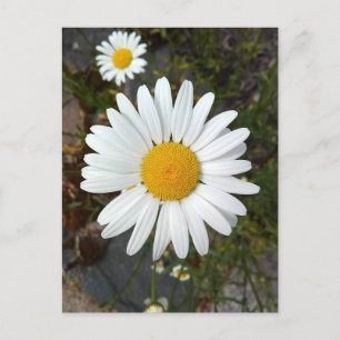 Postal de flores Perky White Daisy