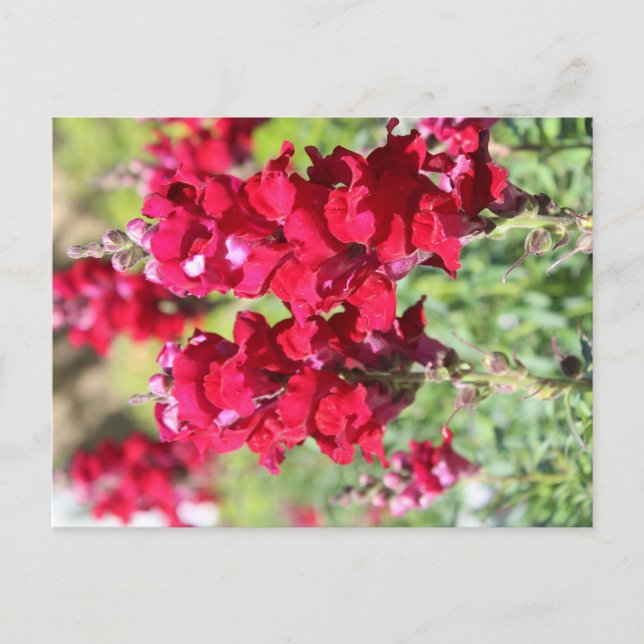 postal de flores rojas (Anverso)