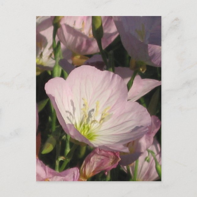 Postal de Flores Rosa (Anverso)