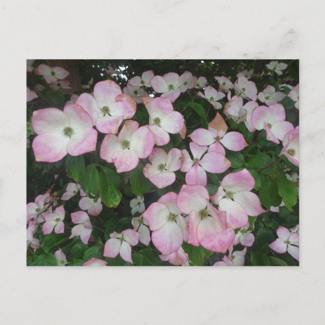 Postal de Flores Rosa DIY (Anverso)