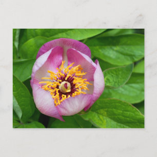 Postal de flores rosadas de Paeonia