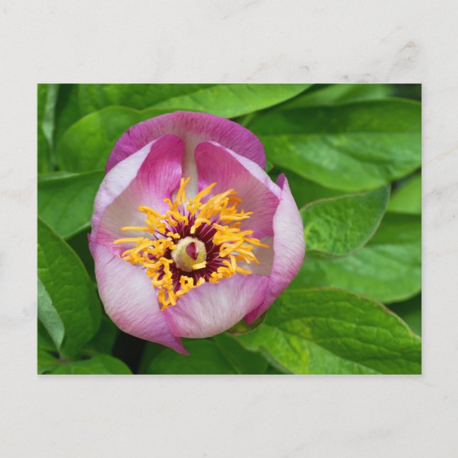 Postal de flores rosadas de Paeonia (Anverso)