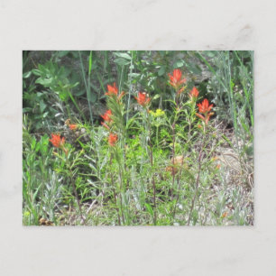Postal de Flores Salvajes de Colorado, pincel indi