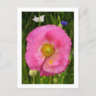 Postal de flores silvestres