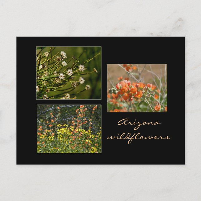 Postal de flores silvestres de Arizona (Anverso)