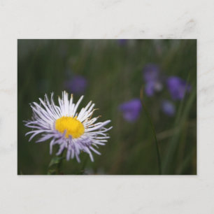 Postal de Flores Silvestres de la Montaña Rocosa d