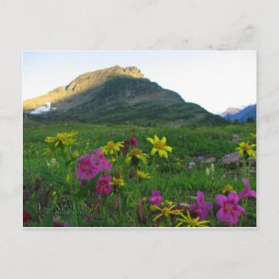 Postal de flores silvestres del Parque Nacional Gl
