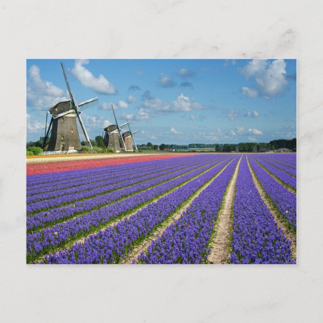 Postal de flores y molinos de viento (Anverso)