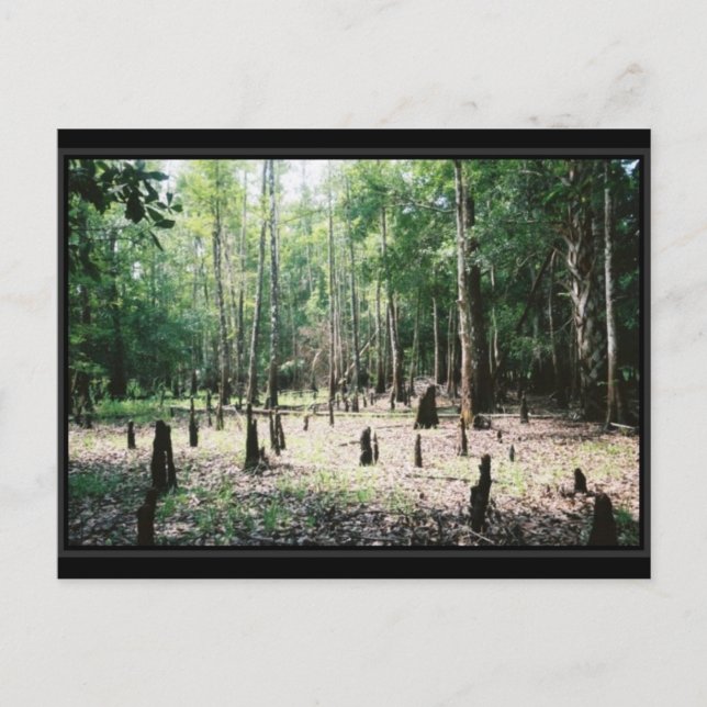 Postal de Florida (Anverso)