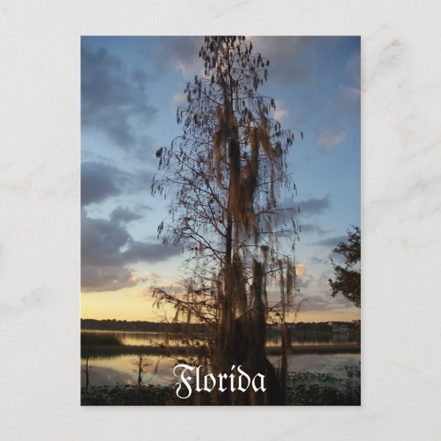 Postal de Florida (Anverso)
