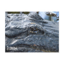 postal de Florida Gator