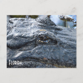 postal de Florida Gator