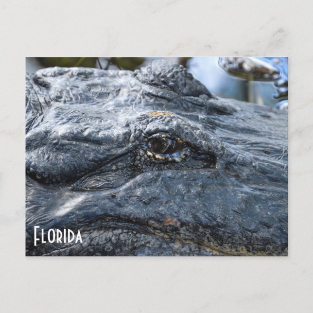 postal de Florida Gator (Anverso)