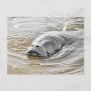 Postal de Florida Manatee Ormond Beach