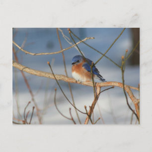 Postal de foto animal de Winter Bluebird Nature