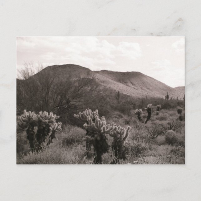 Postal de foto de B&W del desierto Cacti Jumping C (Anverso)