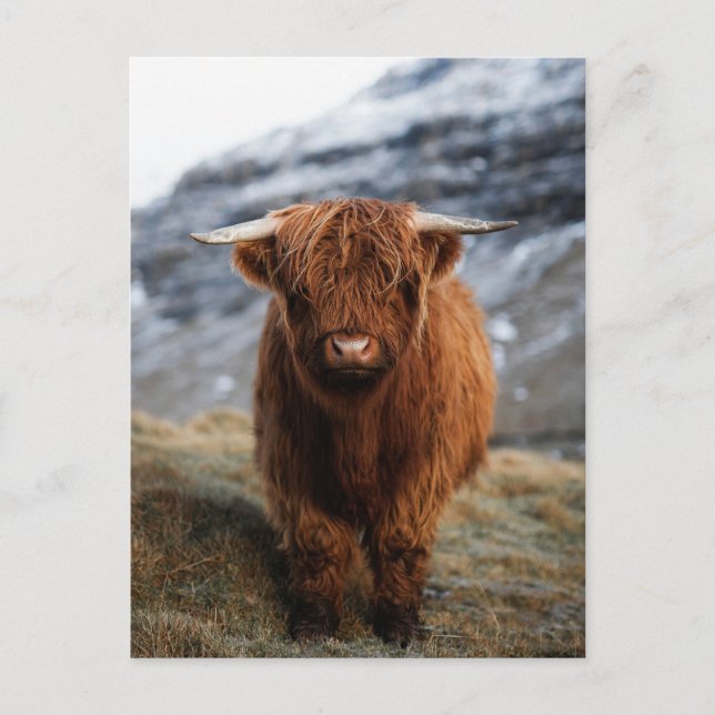 Postal de foto de calf en Escocia Highland (Anverso)