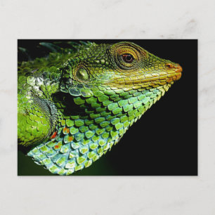 Postal de foto de cierre de Iguana