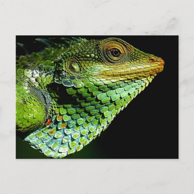 Postal de foto de cierre de Iguana (Anverso)