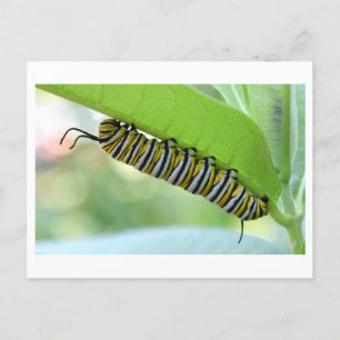 Postal de foto de cierre de Monarch Caterpillar