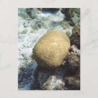 Postal de foto de coral del cerebro