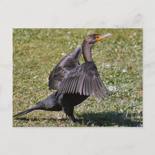 Postal de foto de cormorán de doble cresta (Anverso)