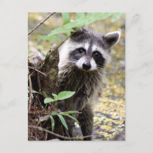 Postal de foto de Cute Raccoon