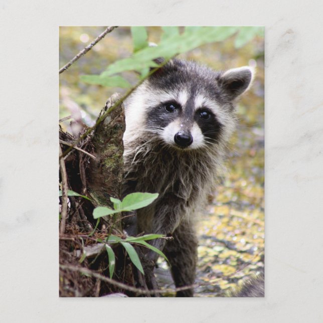 Postal de foto de Cute Raccoon (Anverso)
