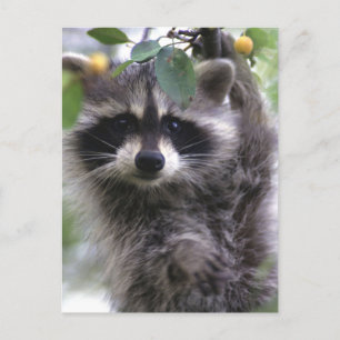 Postal de foto de Cute Raccoon