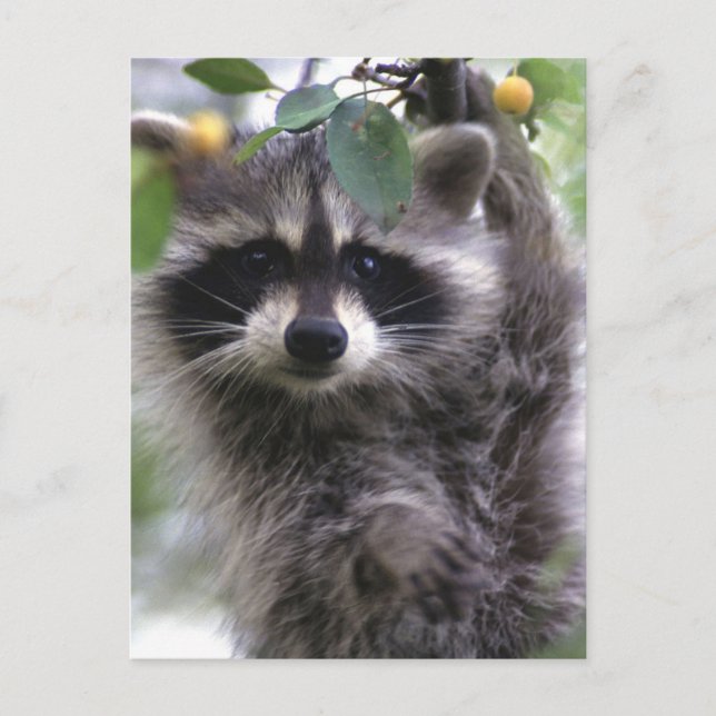 Postal de foto de Cute Raccoon (Anverso)