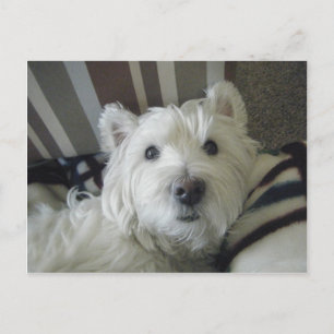 Postal de foto de cute Westie Face