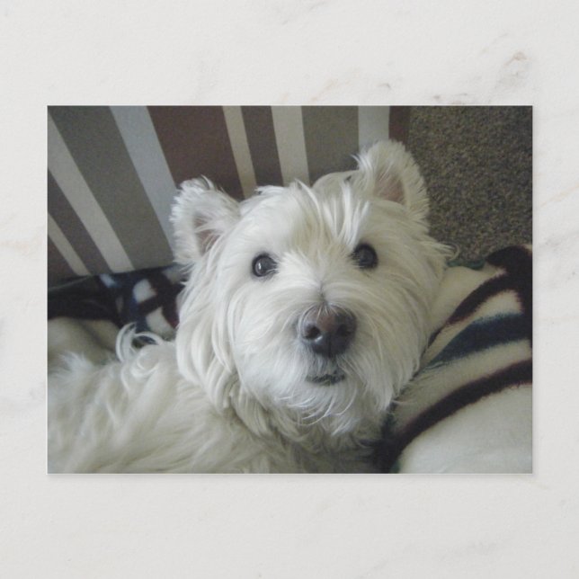 Postal de foto de cute Westie Face (Anverso)