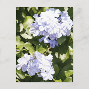 Postal de foto de Flor de Plumbago Azul