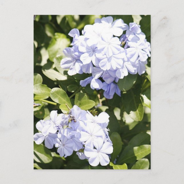 Postal de foto de Flor de Plumbago Azul (Anverso)