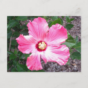 Postal de foto de flores rosadas de Hibiscus