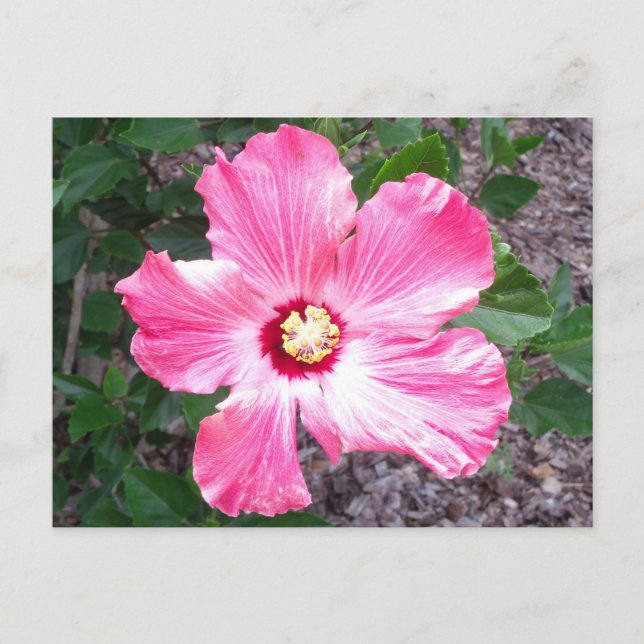 Postal de foto de flores rosadas de Hibiscus (Anverso)