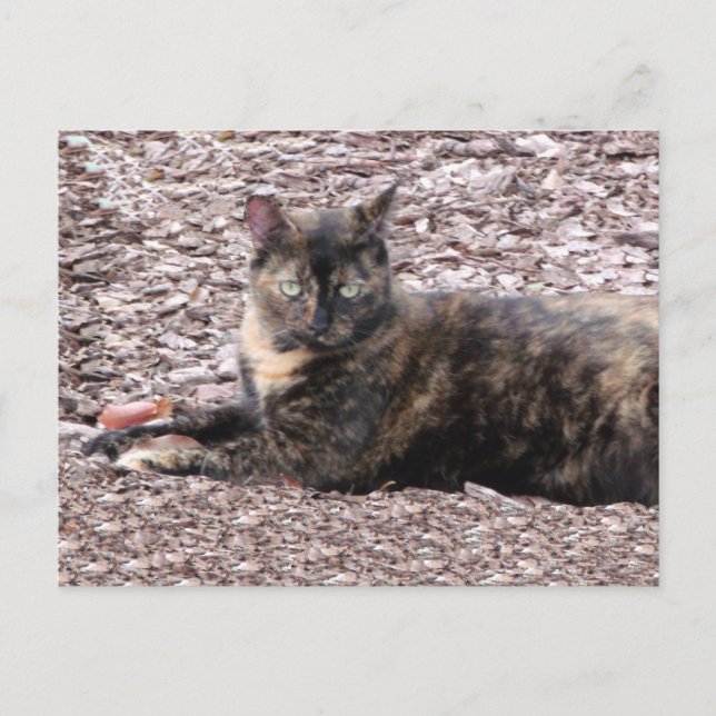 Postal de foto de gato marrón (Anverso)