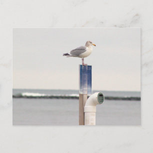 Postal de foto de gaviota