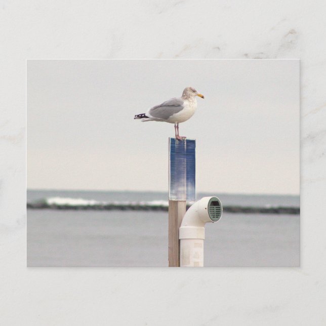 Postal de foto de gaviota (Anverso)