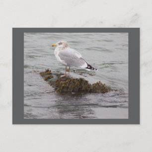 Postal de foto de gaviota