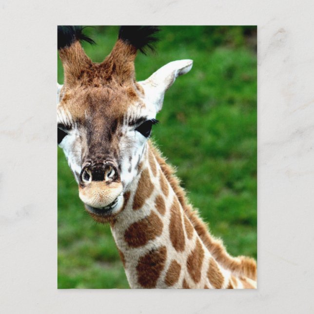Postal de foto de Giraffe (Anverso)