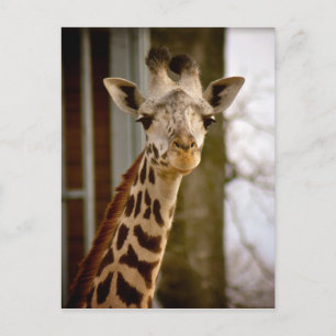 Postal de foto de Giraffe del Calendario 2013