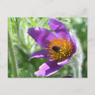 Postal de foto de la flor de Púrpura Pasque