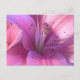 Postal de foto de macro de Lily Rosa